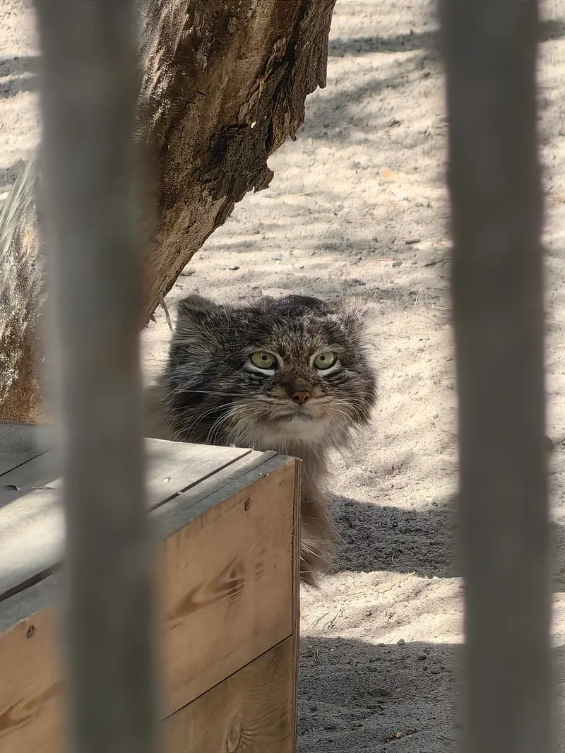 A photograph of Bandit in Novosibirsk Zoo