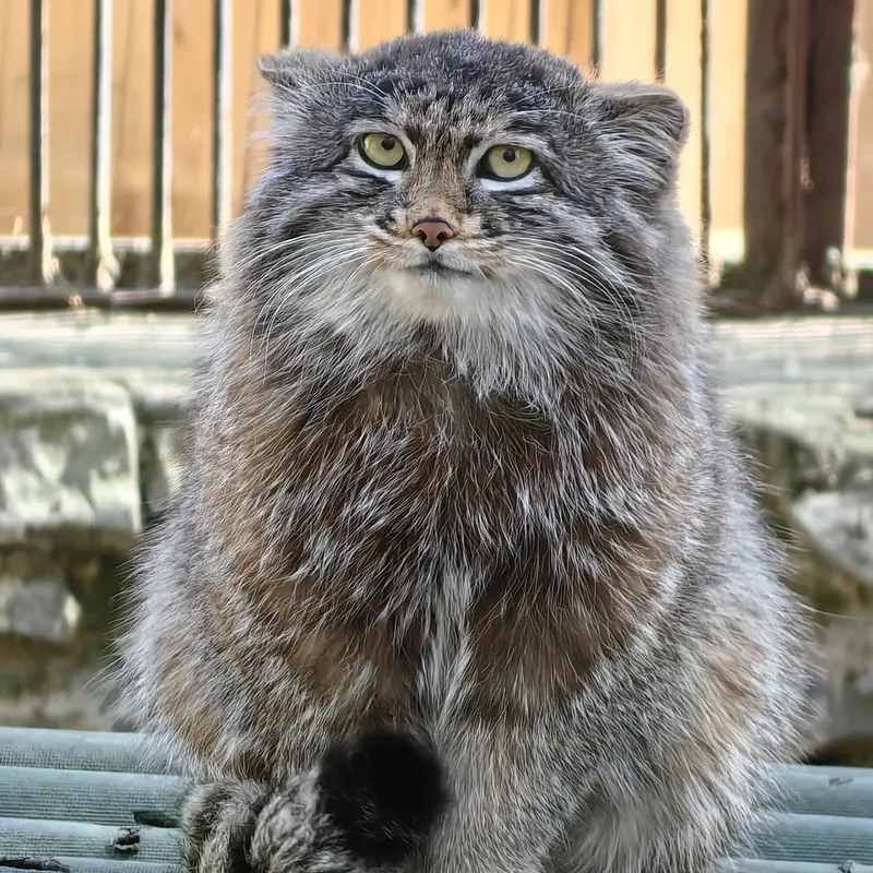 A photograph of Grey in Novosibirsk Zoo