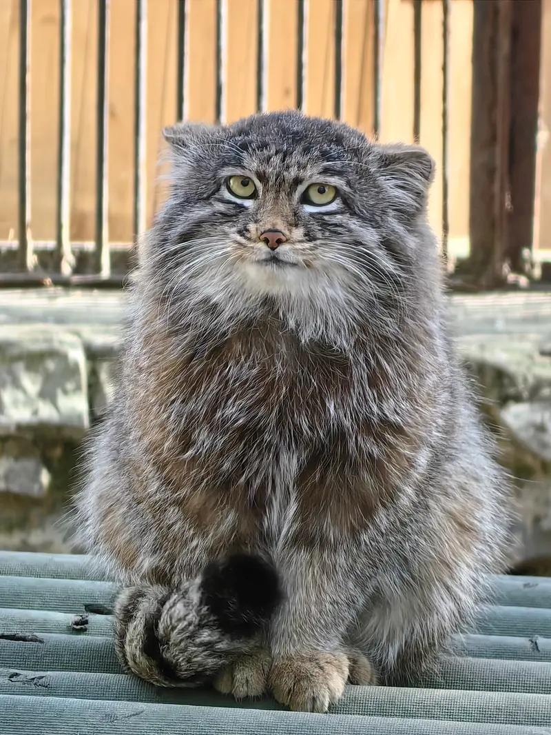 A photograph of Grey in Novosibirsk Zoo