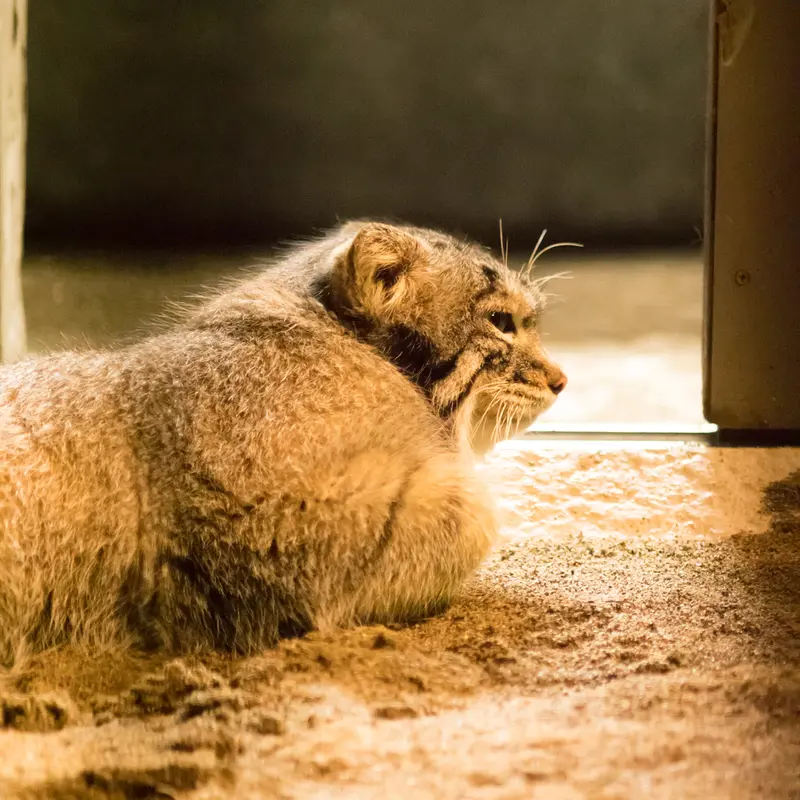 A photograph of Figa in Nogeyama Zoo