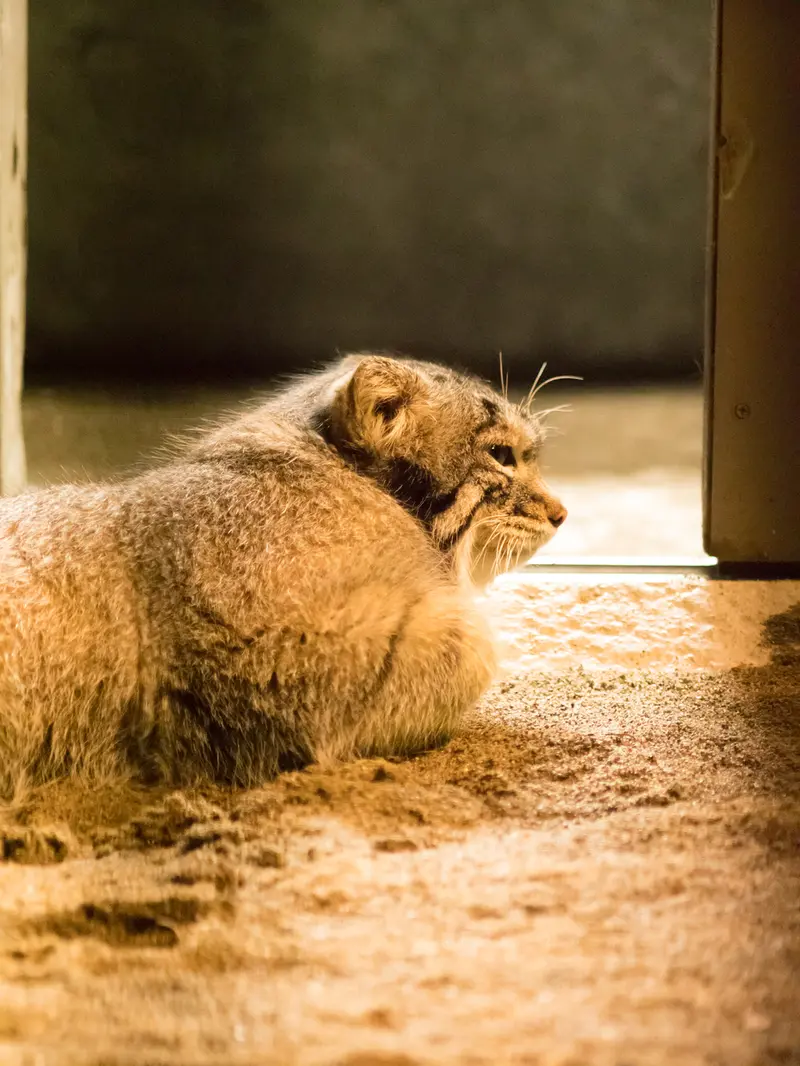 A photograph of Figa in Nogeyama Zoo