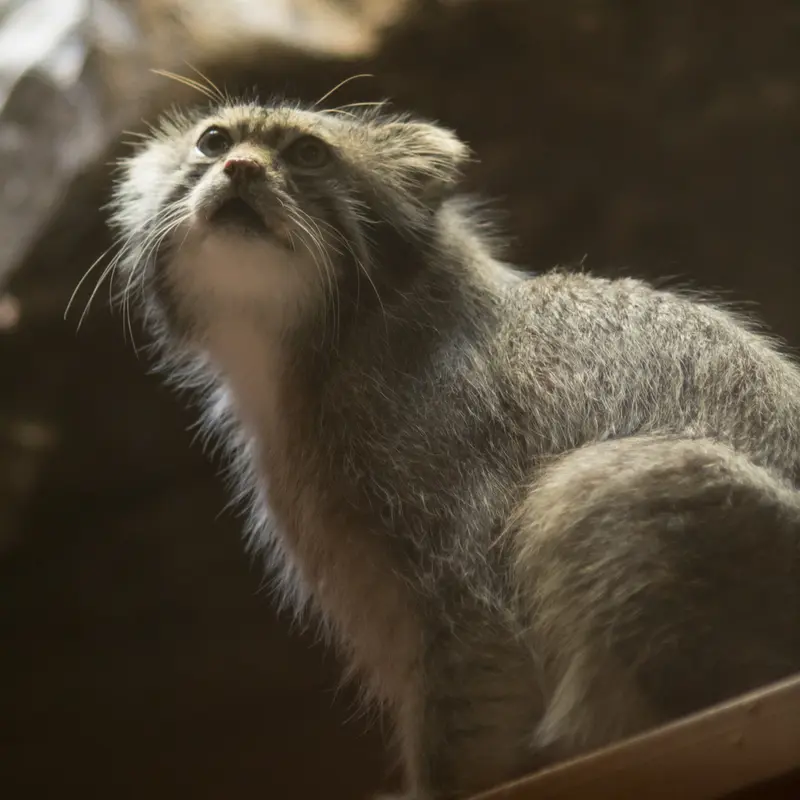 A photograph of Klyon in Ueno Zoological Gardens