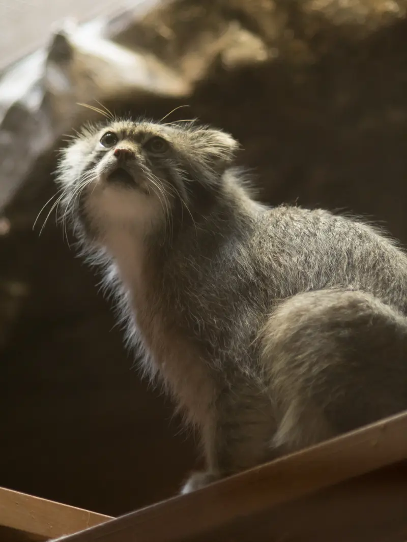 A photograph of Klyon in Ueno Zoological Gardens