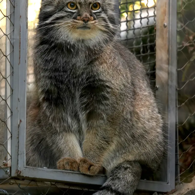 A photograph of Mei in Kobe Animal Kingdom
