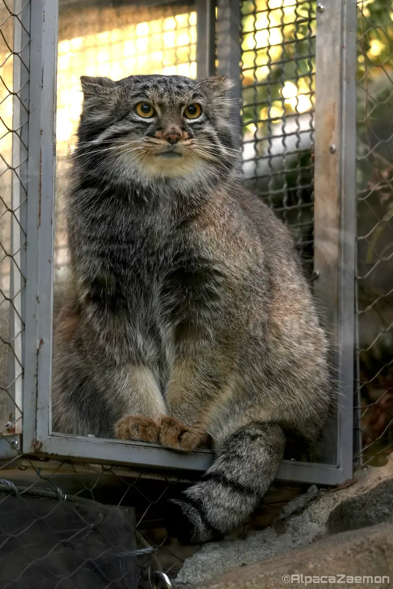 A photograph of Mei in Kobe Animal Kingdom