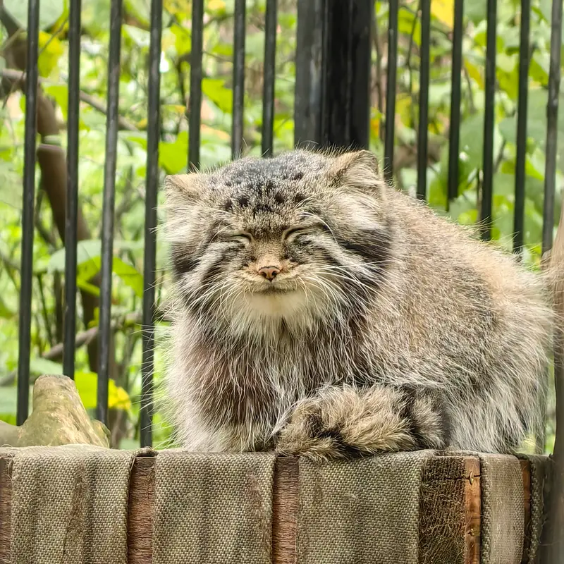 A photograph of Son of Eve 2023 Ⅳ in Novosibirsk Zoo