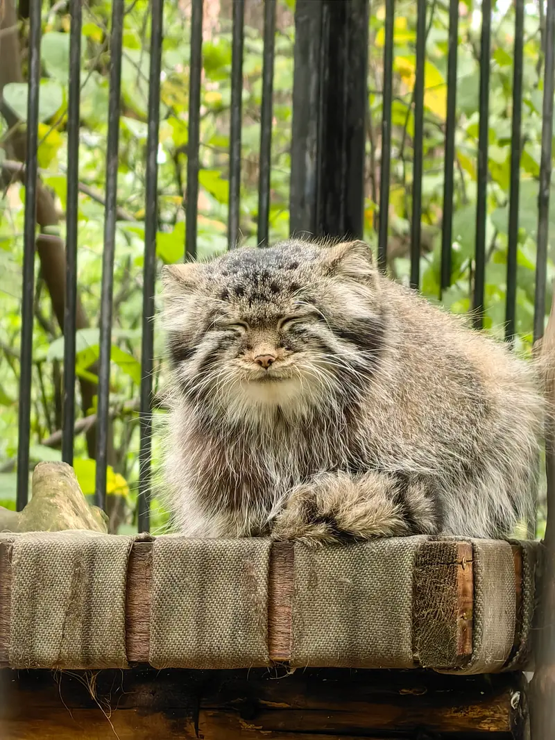 A photograph of Son of Eve 2023 Ⅳ in Novosibirsk Zoo