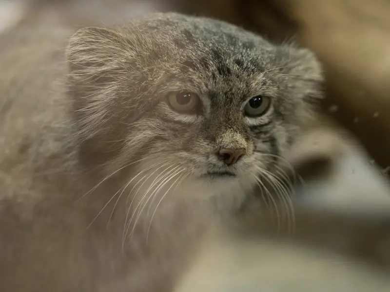 A photograph of Klyon in Ueno Zoological Gardens