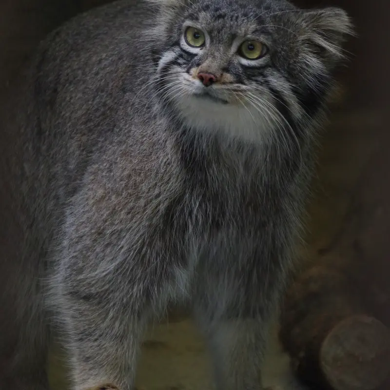 A photograph of Figa in Nogeyama Zoo