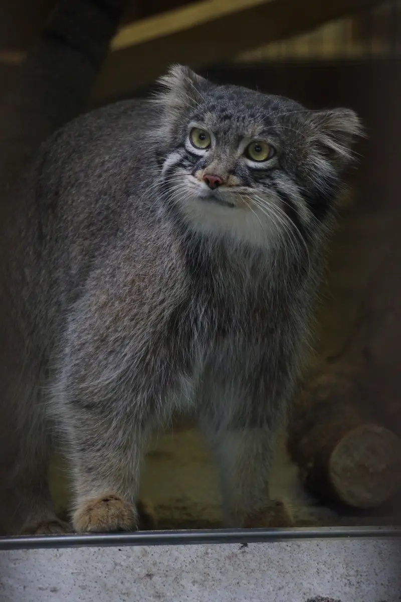 A photograph of Figa in Nogeyama Zoo