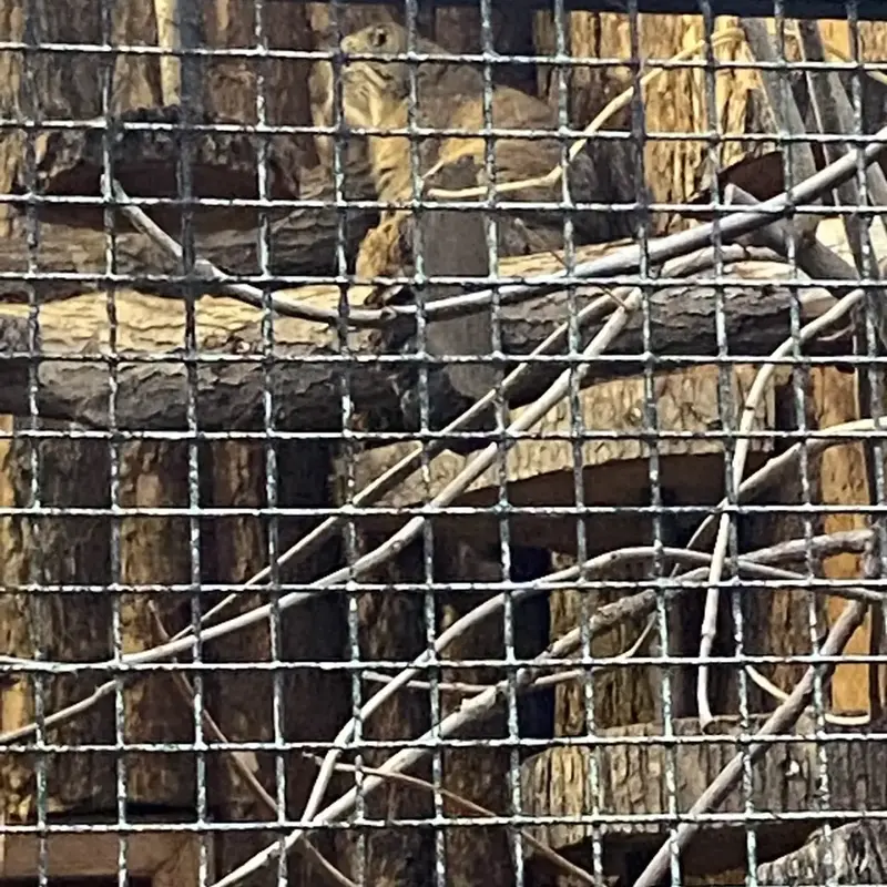 A photograph of a Pallas's cat in Leningrad zoo