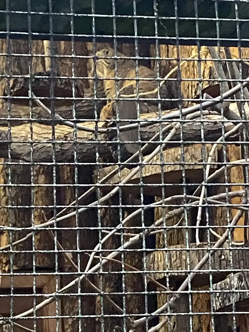 A photograph of a Pallas's cat in Leningrad zoo