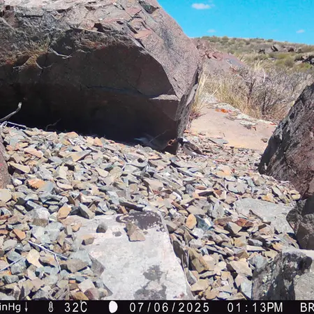 A photograph of a Pallas's cat from Kiikbai camera trap