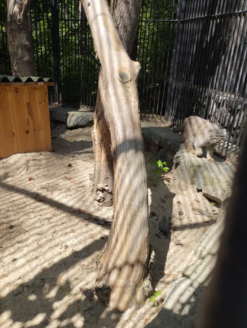 A photograph of a Pallas's cat in Novosibirsk Zoo