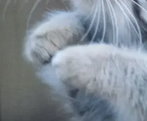 A photograph of a Pallas's cat