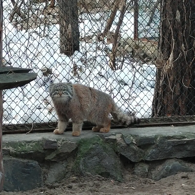 A photograph of Ruf in Novosibirsk Zoo