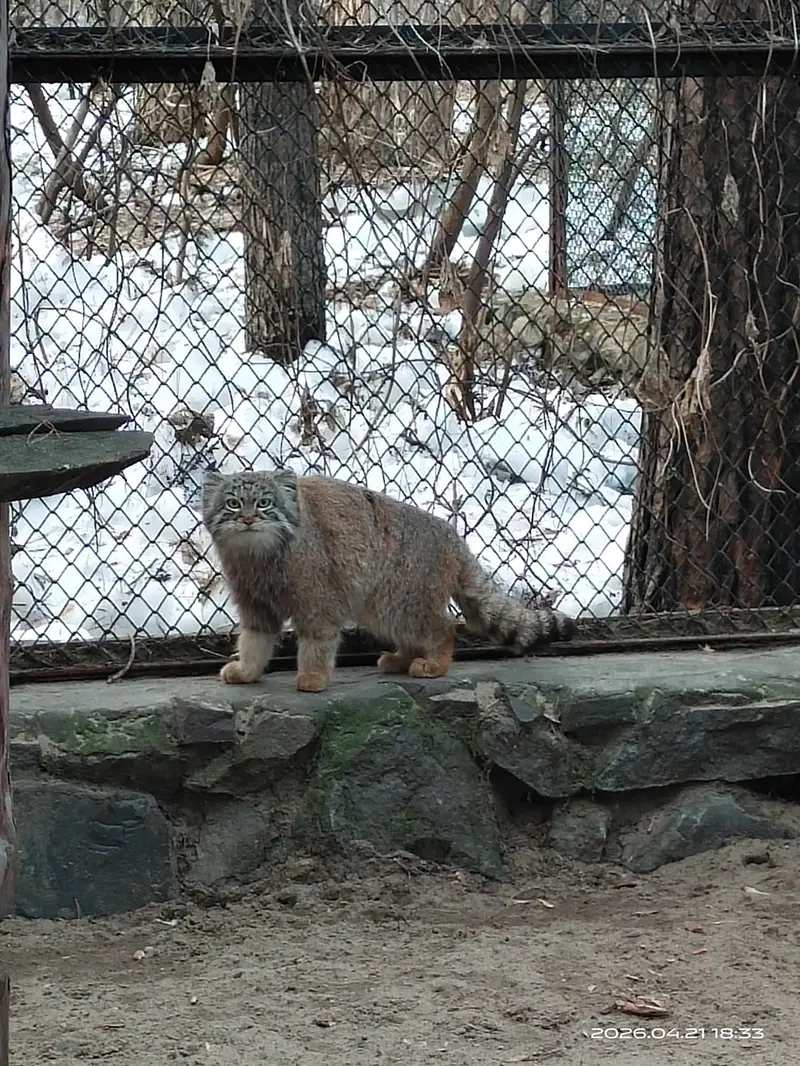 A photograph of Ruf in Novosibirsk Zoo