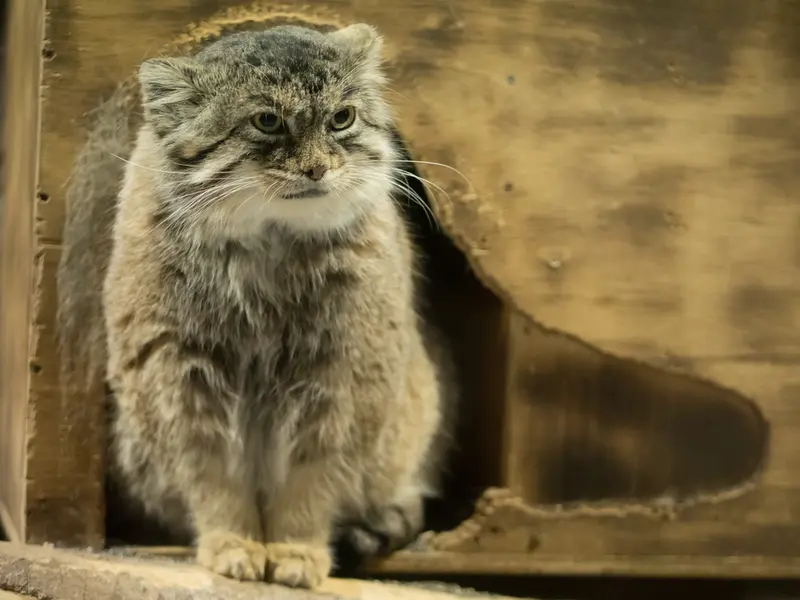 A photograph of Primula in Ueno Zoological Gardens