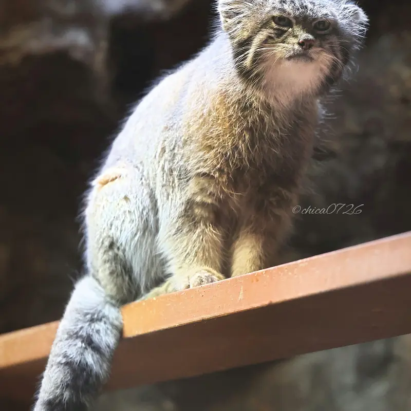 A photograph of Klyon in Ueno Zoological Gardens