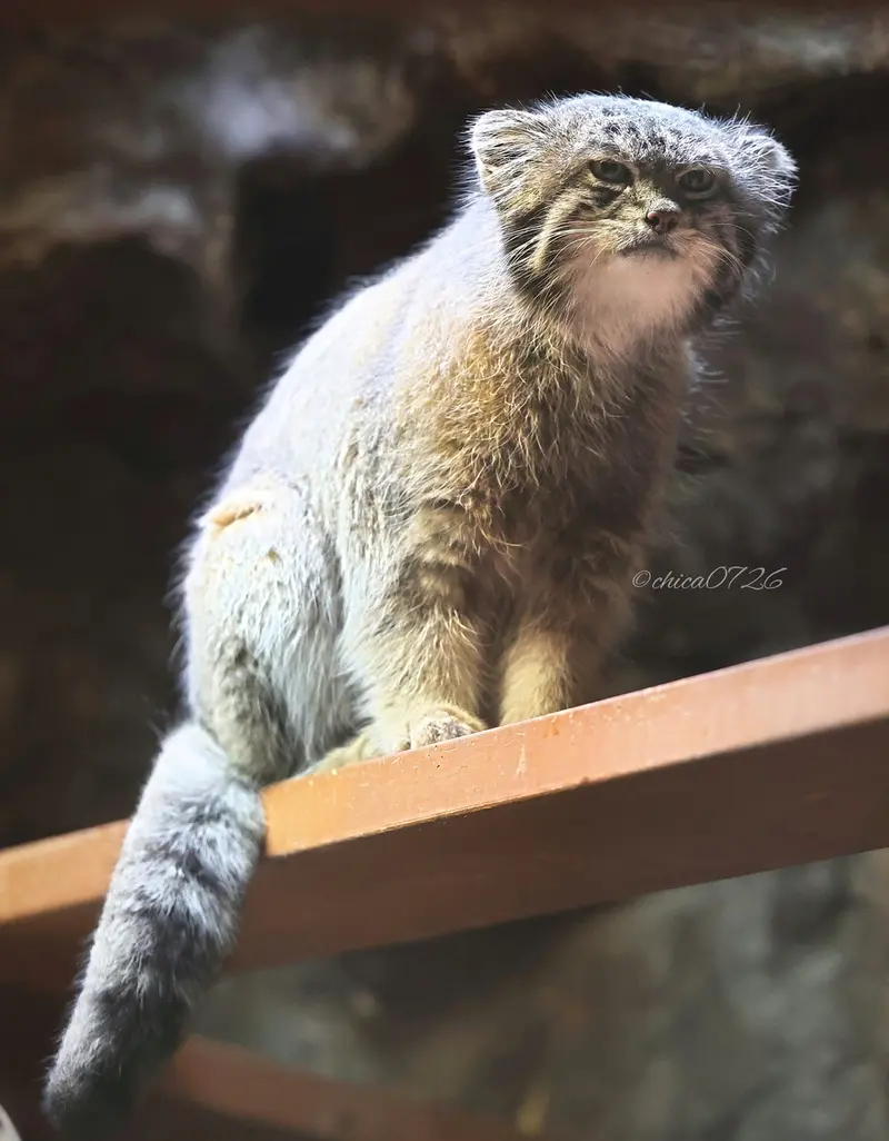 A photograph of Klyon in Ueno Zoological Gardens