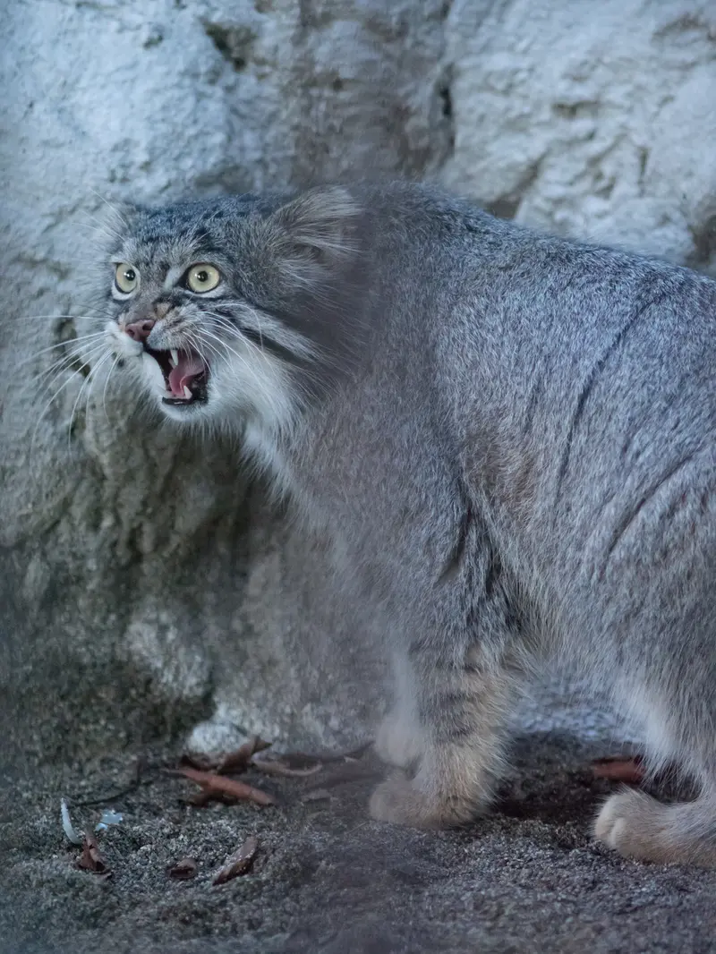 A photograph of Figa in Nogeyama Zoo