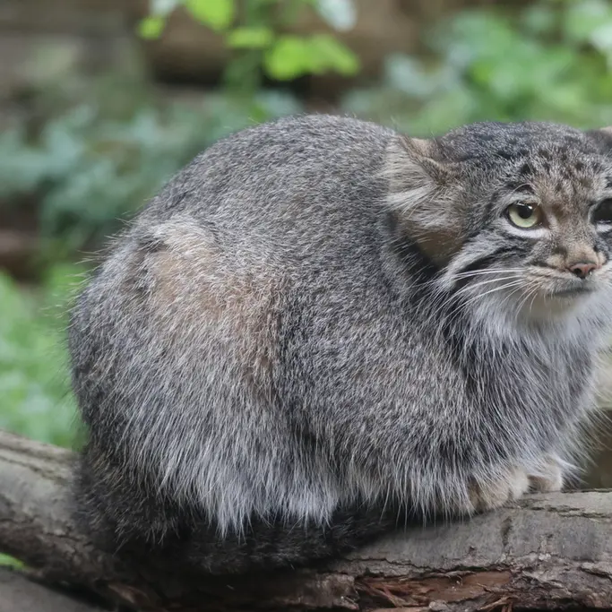 A photograph of Abrikos in Nasu Animal Kingdom