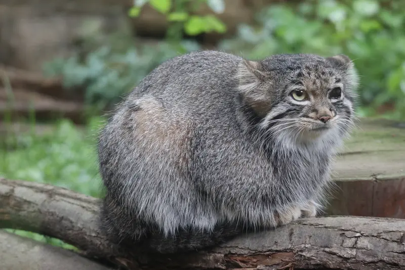A photograph of Abrikos in Nasu Animal Kingdom