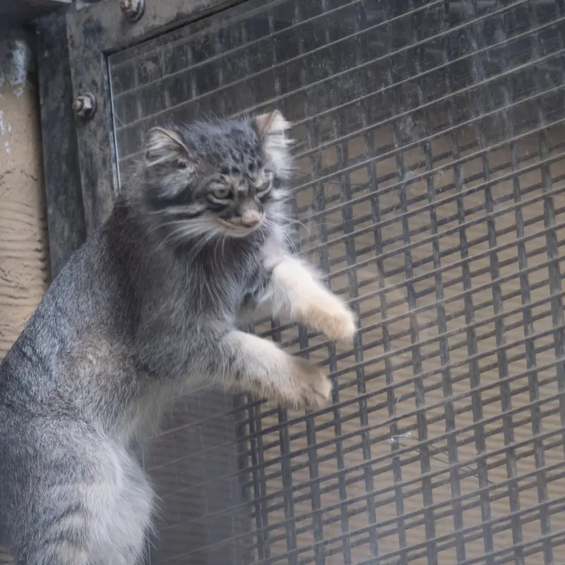 A photograph of Hide in Asahiyama Zoo