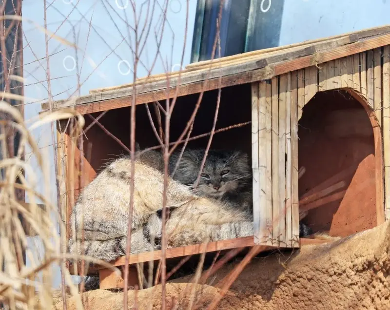 A photograph of a Pallas's cat