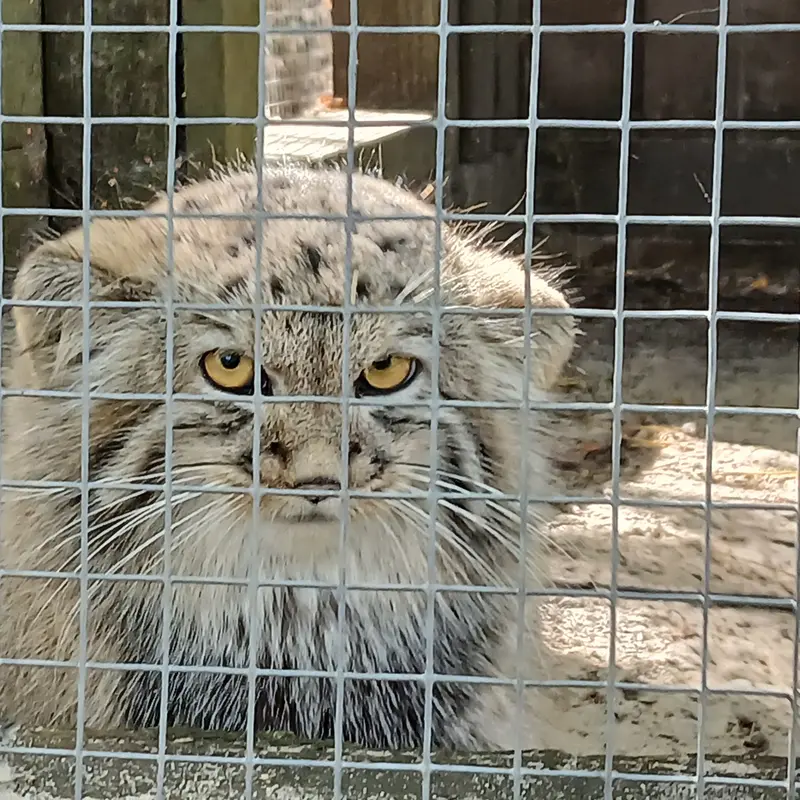 A photograph of Kitten of Alani b.2026 Ⅰ in Košice Zoo