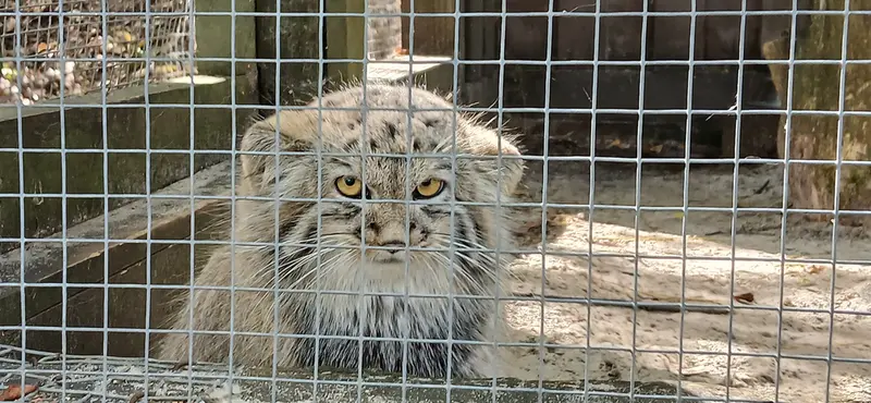 A photograph of Kitten of Alani b.2026 Ⅰ in Košice Zoo