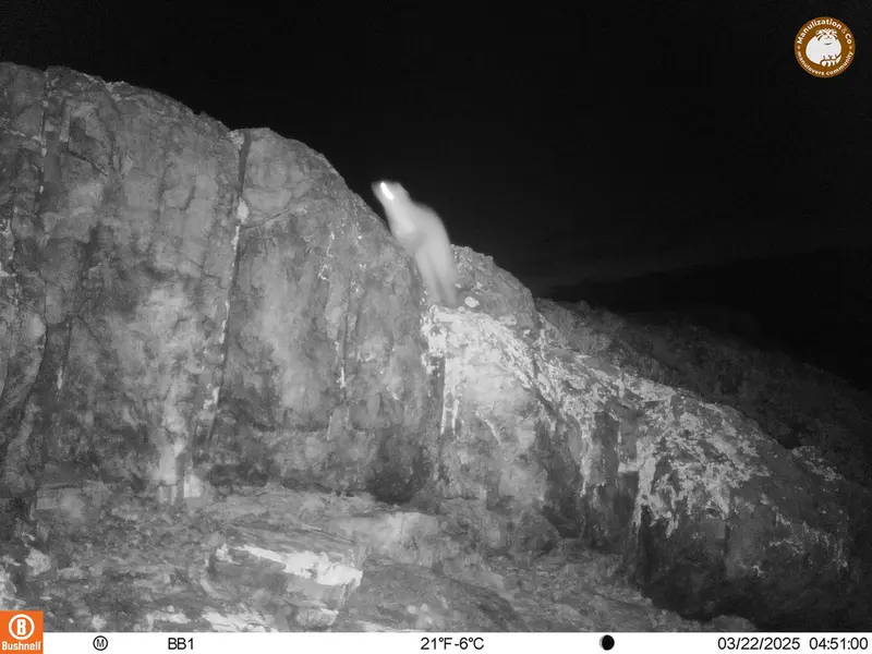 A photograph of Beech marten from Aktas-Kunkora camera trap
