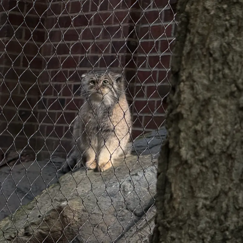 A photograph of Sarnai in Prospect Park Zoo