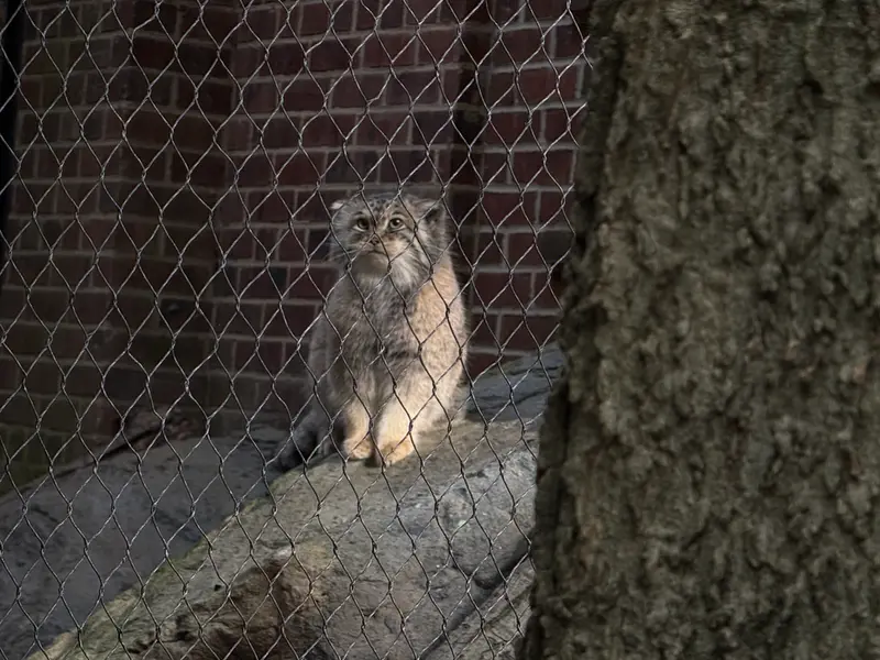 A photograph of Sarnai in Prospect Park Zoo