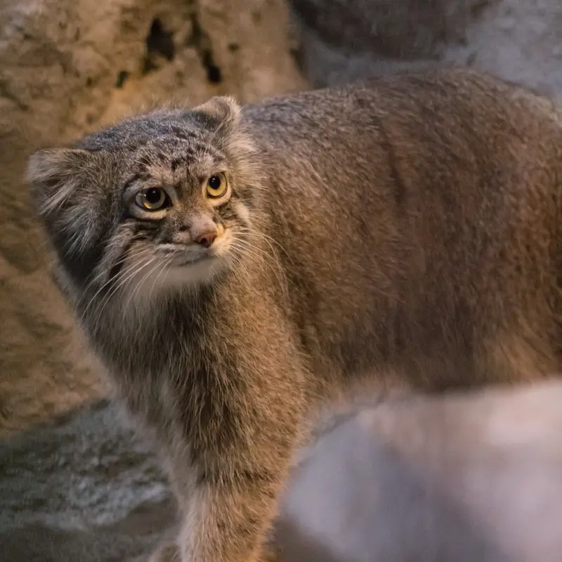 A photograph of Figa in Nogeyama Zoo
