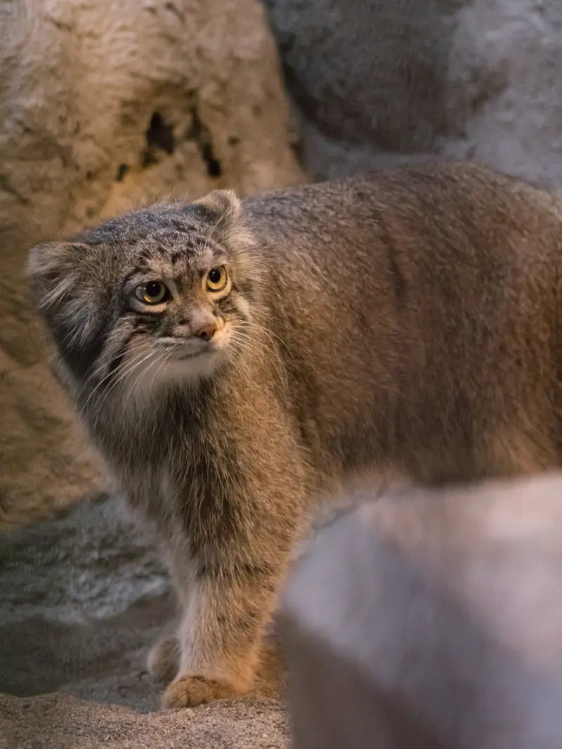 A photograph of Figa in Nogeyama Zoo