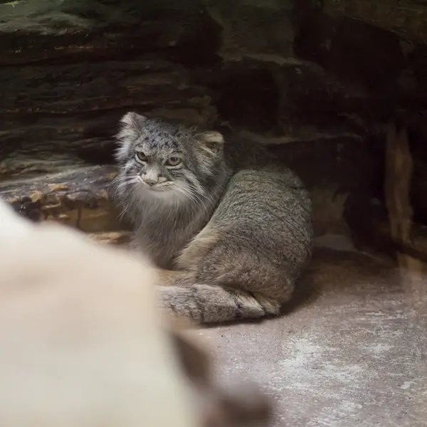 A photograph of Figa in Ueno Zoological Gardens