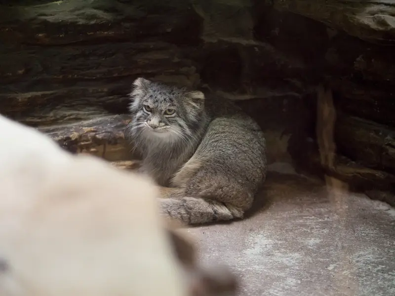 A photograph of Figa in Ueno Zoological Gardens