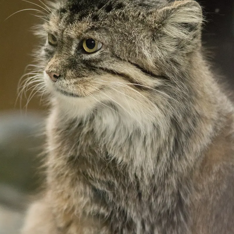 A photograph of Primula in Ueno Zoological Gardens