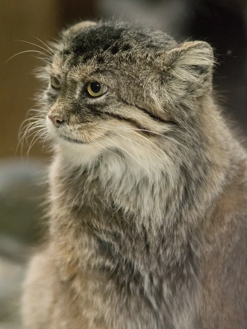 A photograph of Primula in Ueno Zoological Gardens