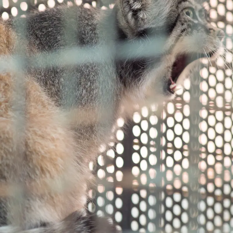 A photograph of Iris in Kobe Oji Zoo