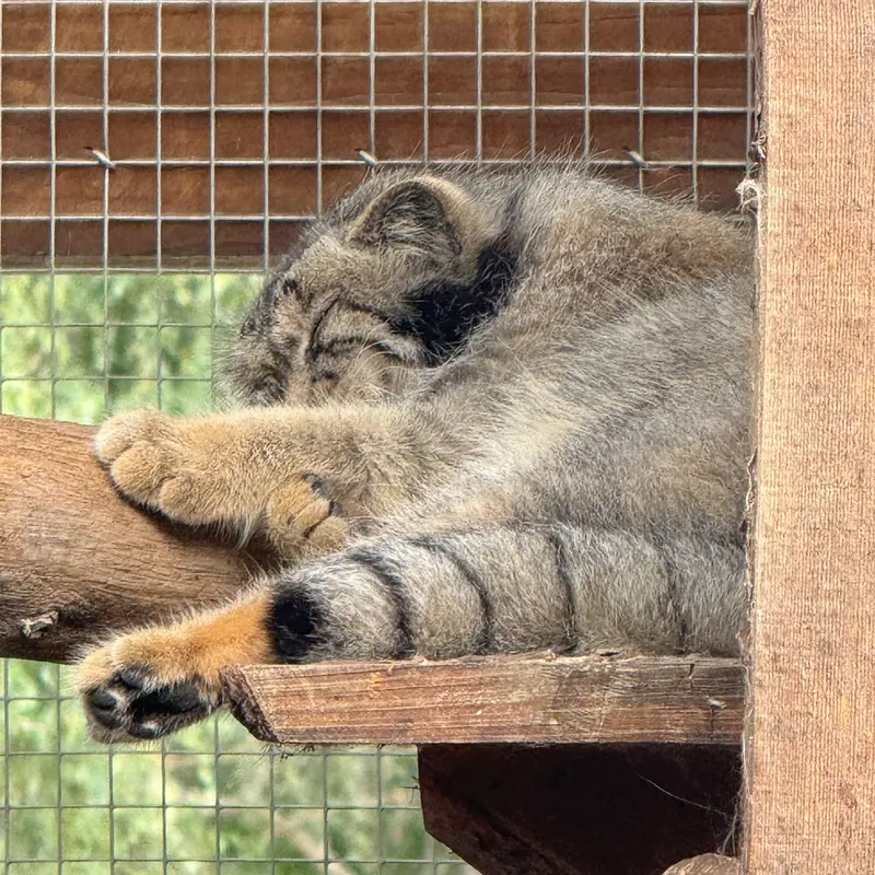 A photograph of Altani in Tallinn Zoo