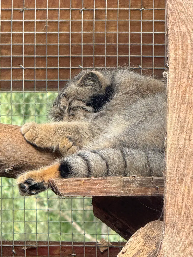 A photograph of Altani in Tallinn Zoo