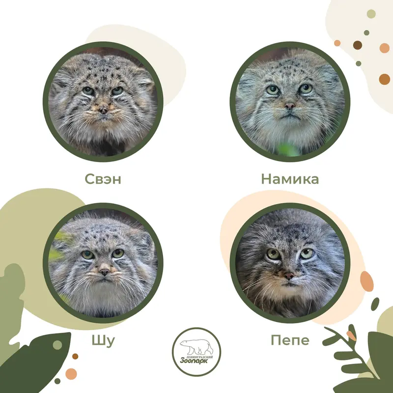 A photograph of a Pallas's cat