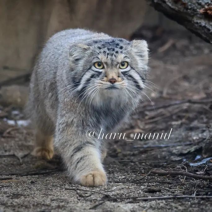 A photograph of a Pallas's cat in Nasu Animal Kingdom