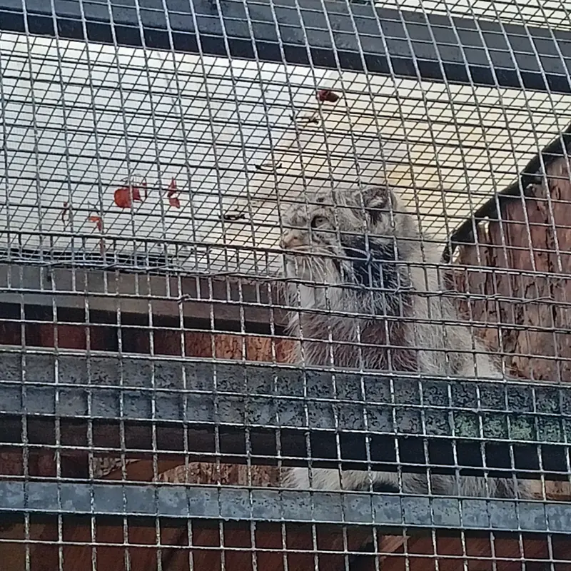 A photograph of a Pallas's cat