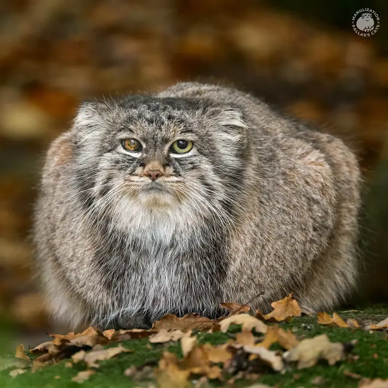 A photograph of a Pallas's cat