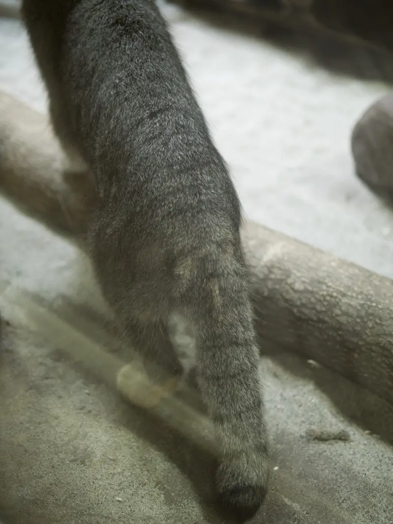 A photograph of Klyon in Ueno Zoological Gardens