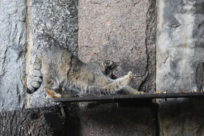 A photograph of a Pallas's cat