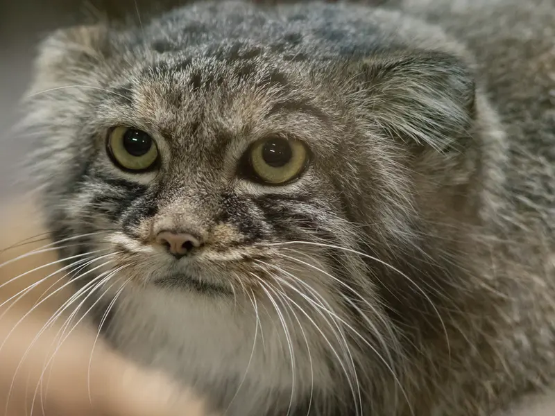 A photograph of Shafran in Ueno Zoological Gardens